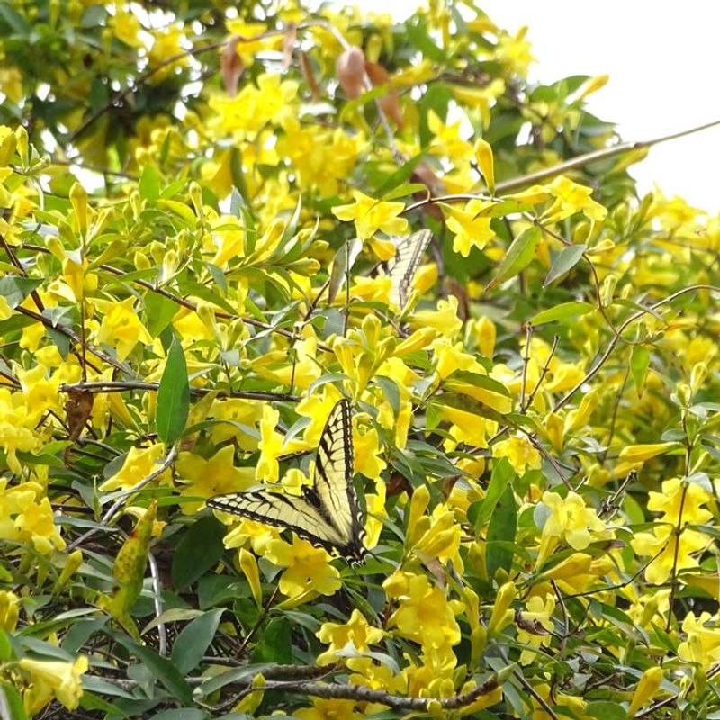 Carolina Jessamine