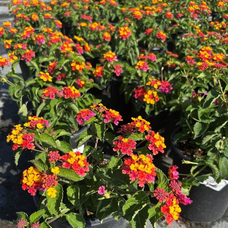 Dwarf Lantana