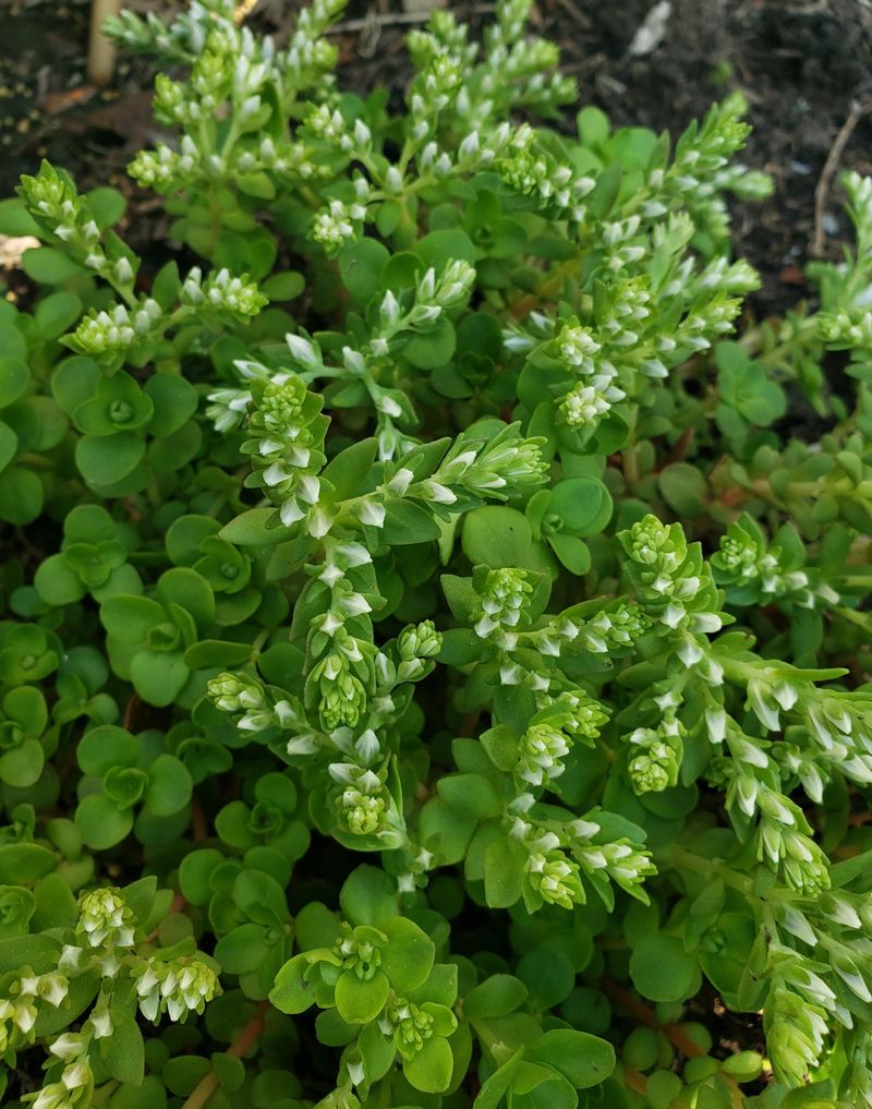 Sedum
