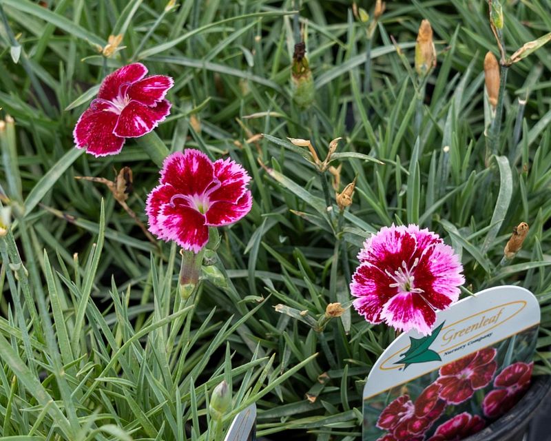 Dianthus (Pinks)