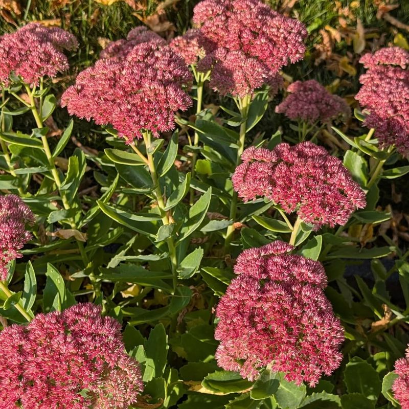 Sedum (Stonecrop)