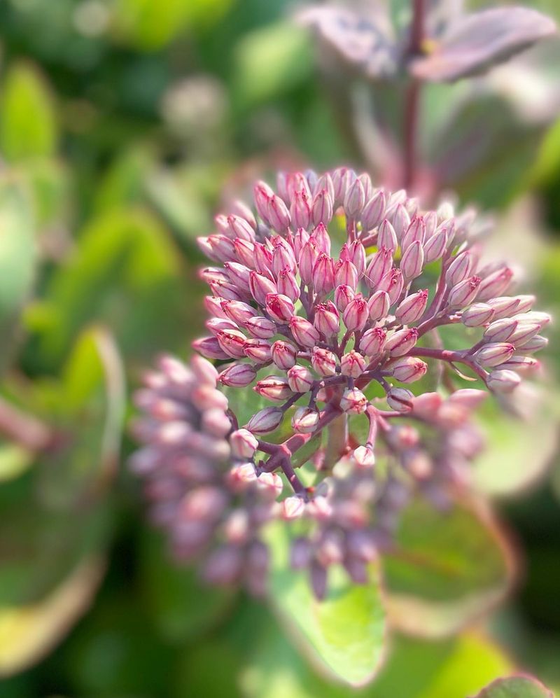 Sedum (Stonecrop)