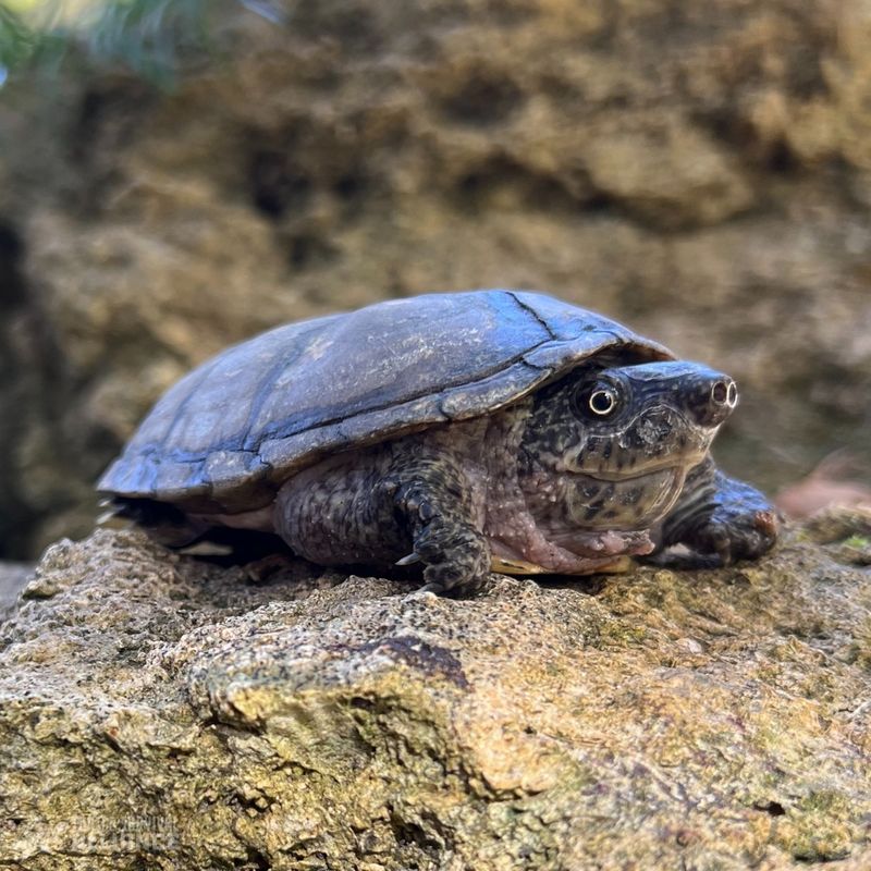 Flattened Musk Turtle