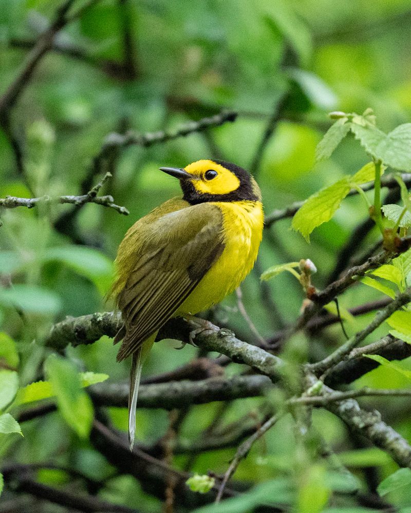 Migratory Songbirds That Make Your Garden Musical