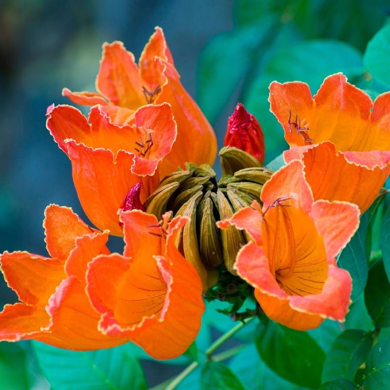 African Tulip Tree