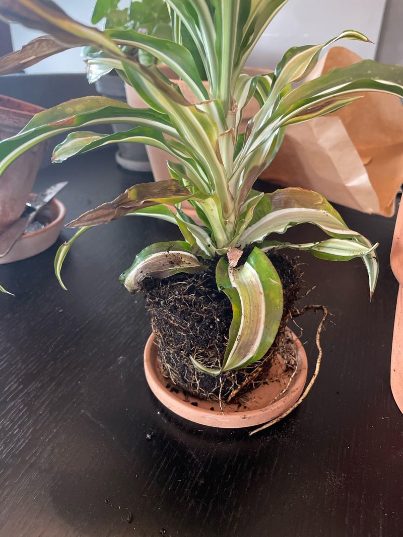 More Water Equals Healthier Plants