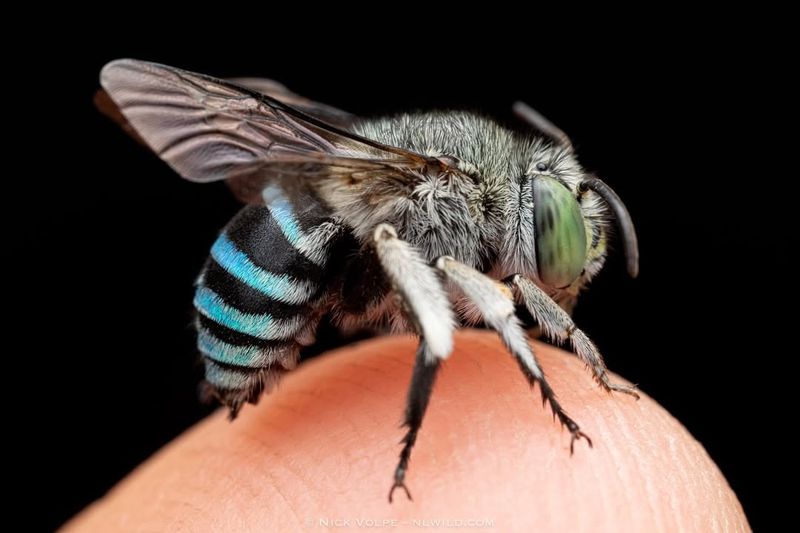 Native Bees
