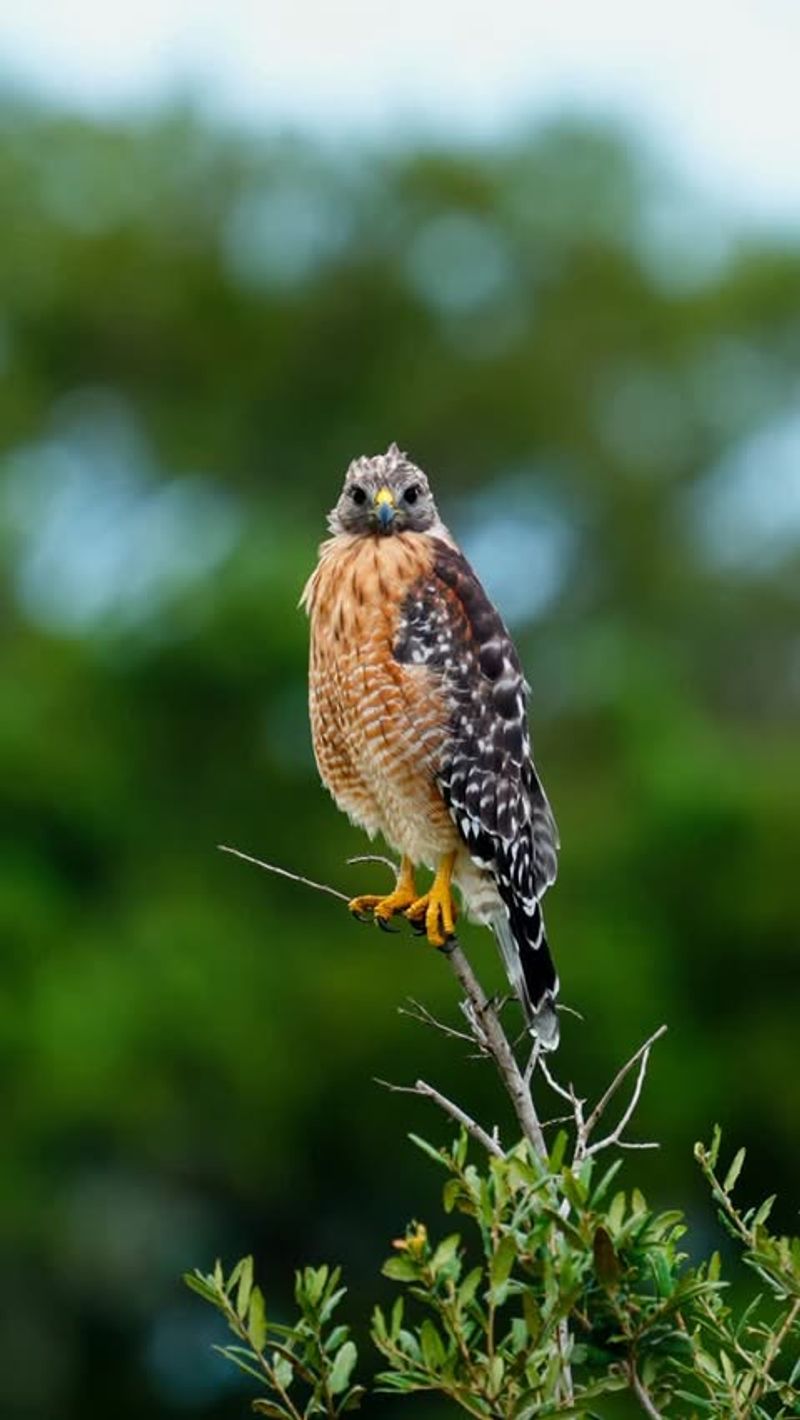 Red-shouldered Hawks