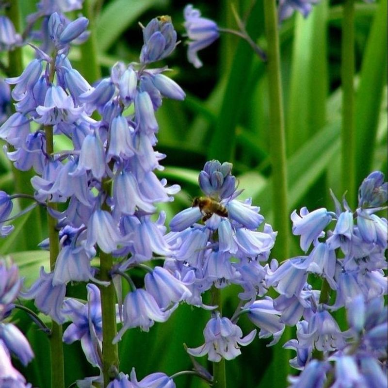 Spanish Bluebells (Hyacinthoides hispanica)