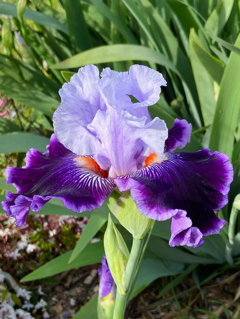 Irises