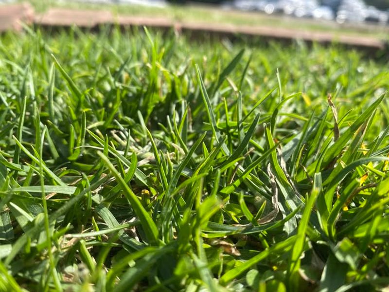 Encourages Stronger Root Development