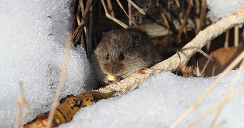 Discourages Voles And Rodent Nesting