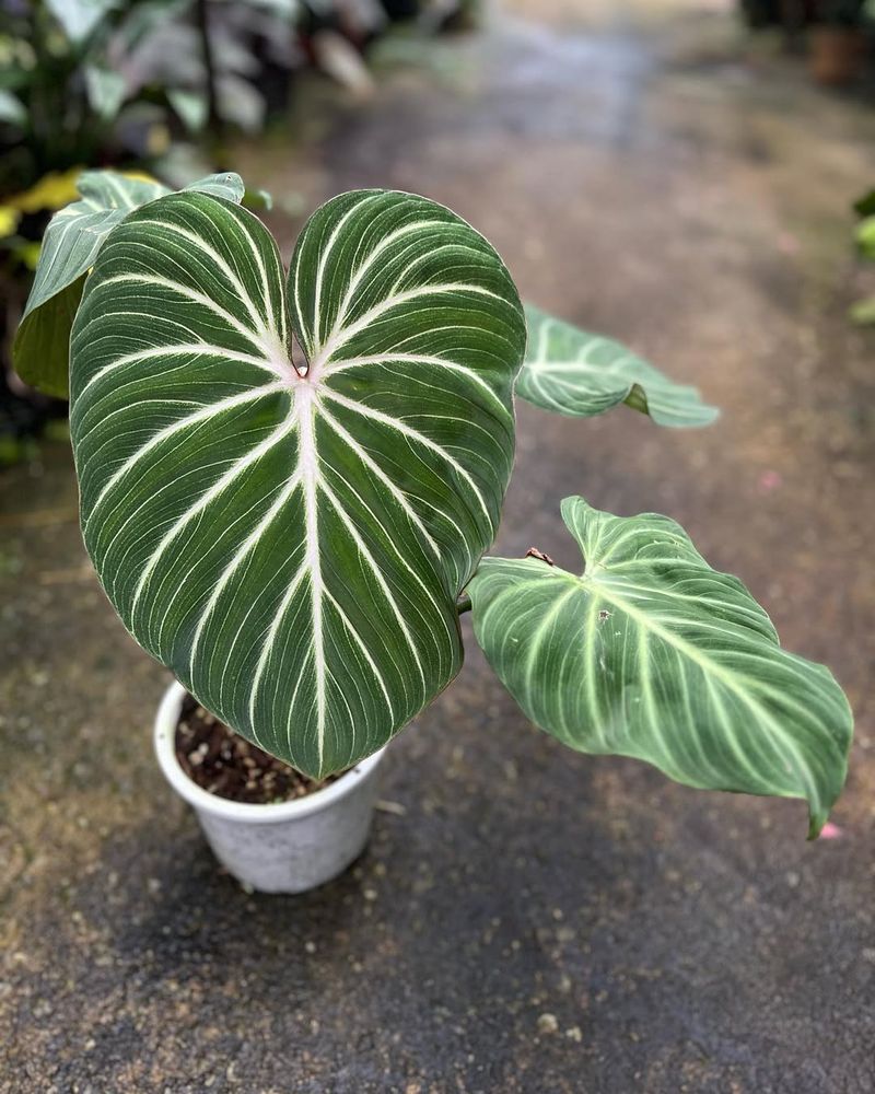 Philodendron Gloriosum