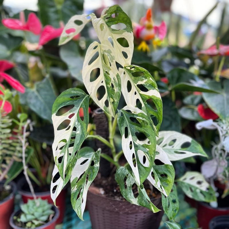 Monstera Adansonii Variegata