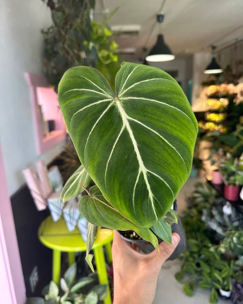 Philodendron Gloriosum