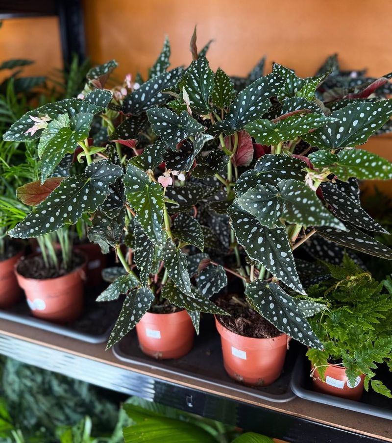 Begonia Maculata