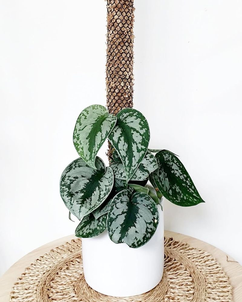 Scindapsus Pictus Exotica
