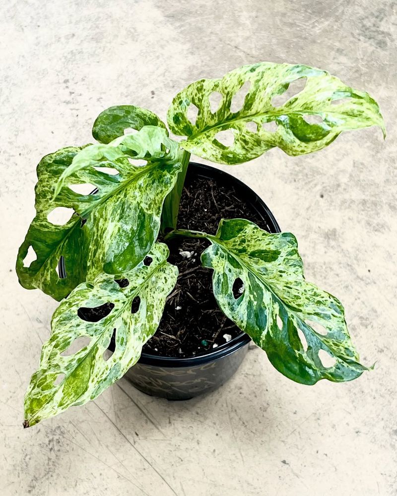 Monstera Adansonii Variegata