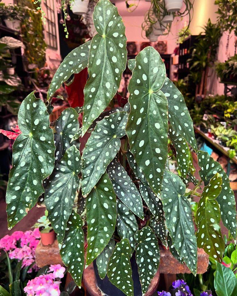 Begonia Maculata