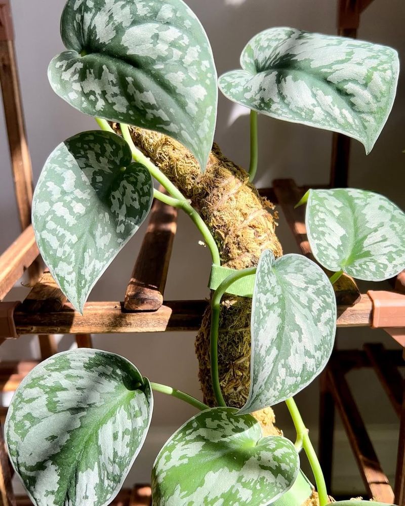 Scindapsus Pictus Exotica