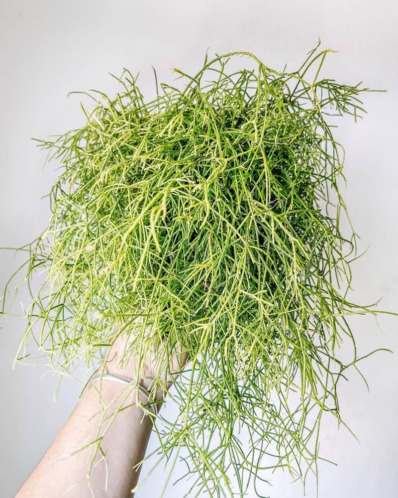 Rhipsalis Baccifera 'Mistletoe Cactus'