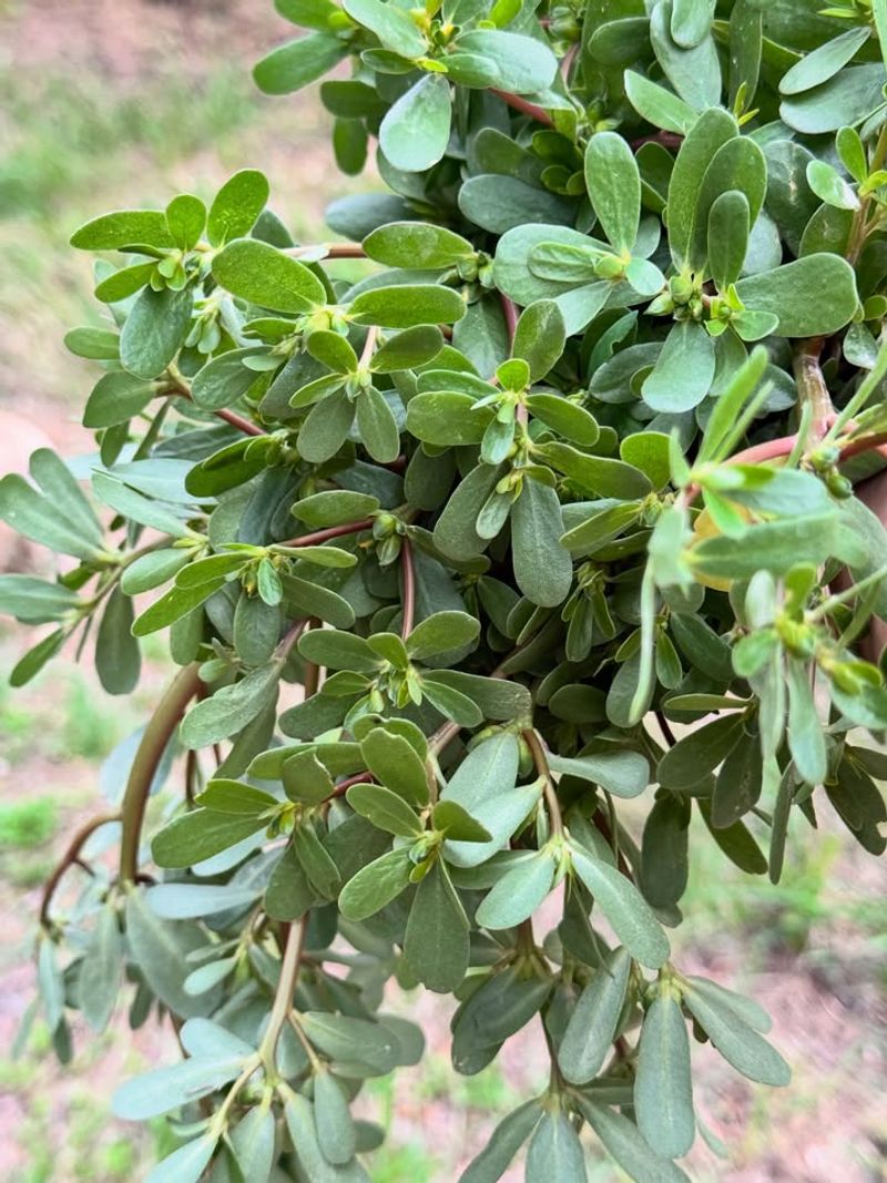 Purslane
