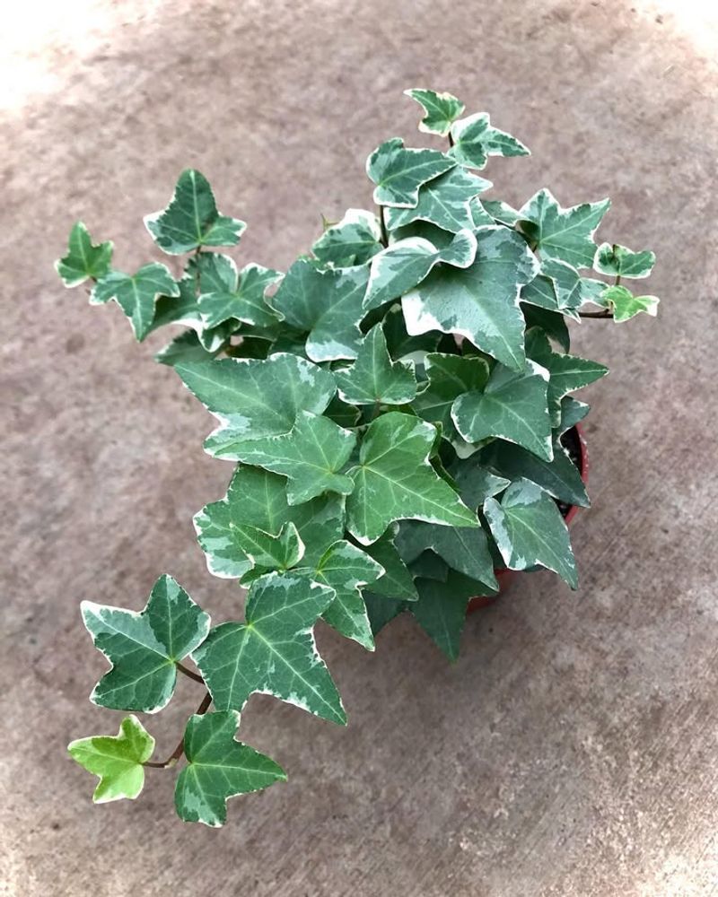 English Ivy (Hedera helix)