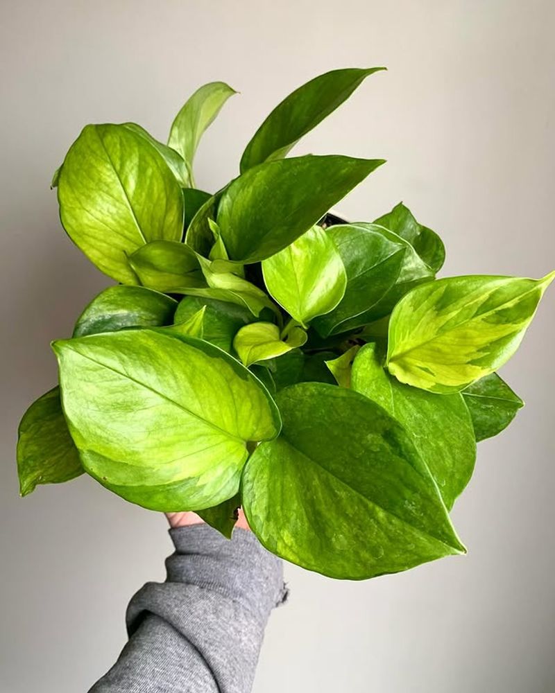 Pothos (Epipremnum aureum)