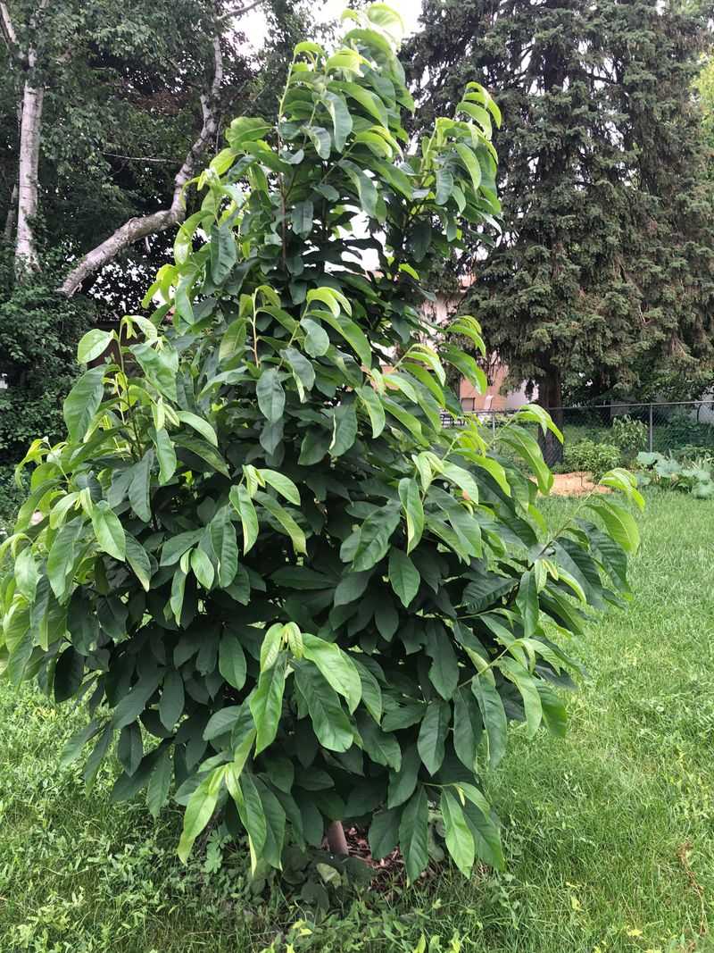 Pawpaw Trees