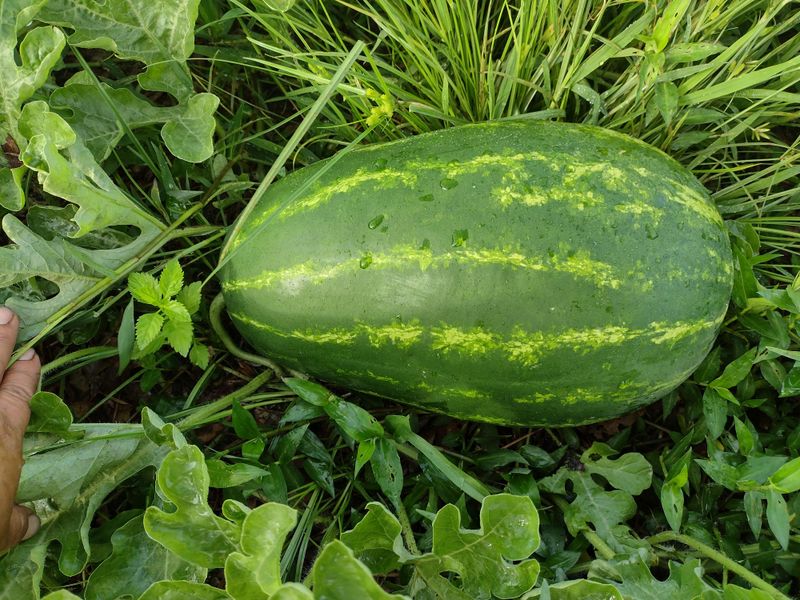 Watermelon