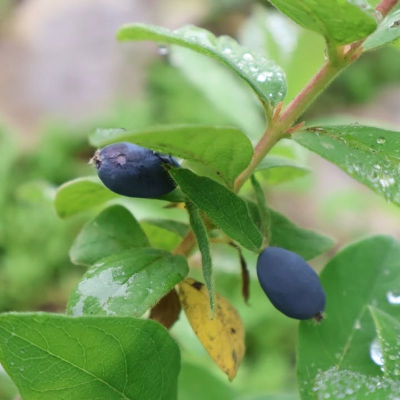Honeyberries