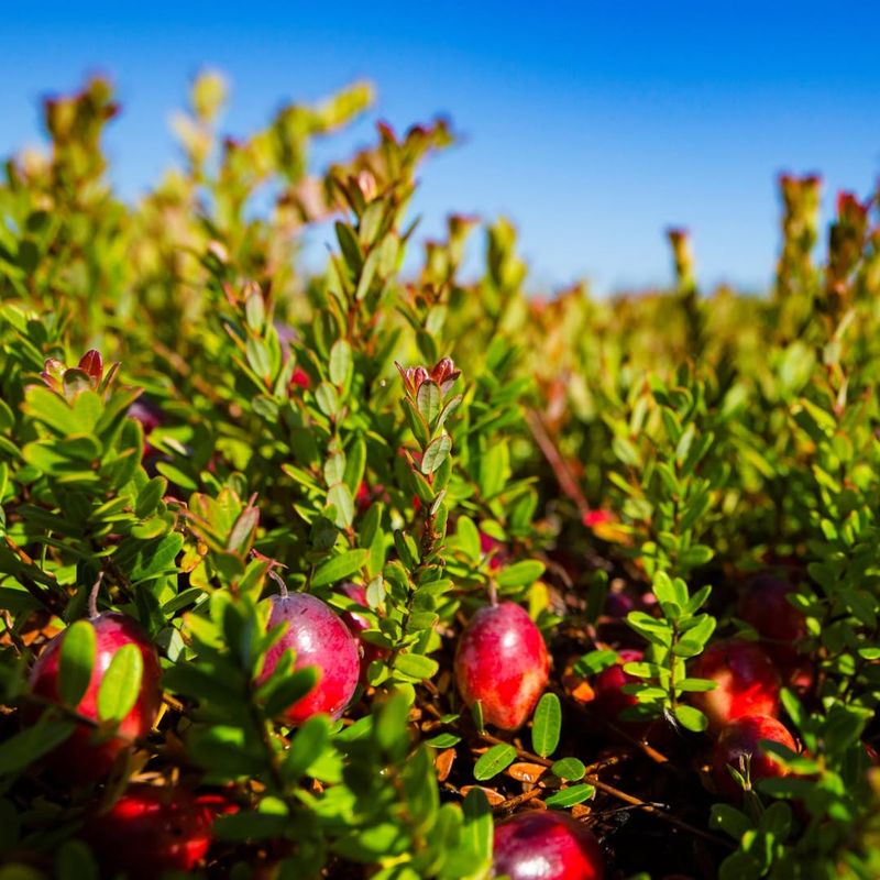 American Cranberries