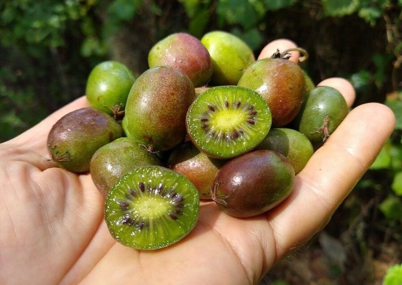 Hardy Kiwi