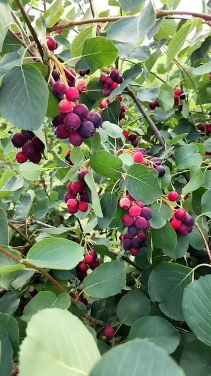 Saskatoon Berries