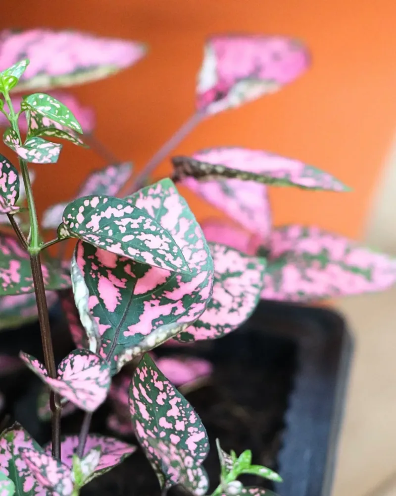 Polka Dot Plant