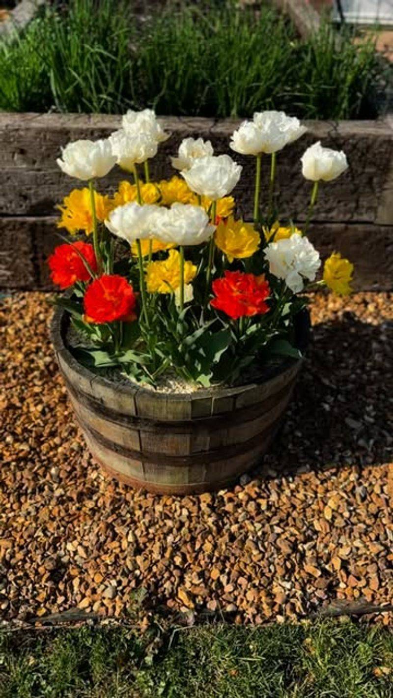 Water Thoroughly After Planting