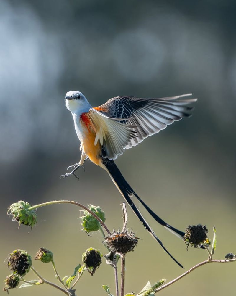 Scissor-Tailed Flycatcher