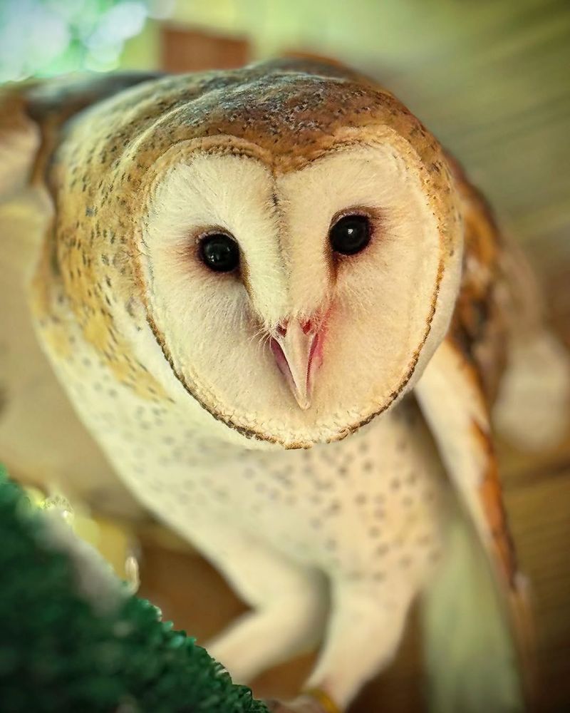 Barn Owls: Ghostly Guardians