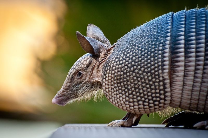 Nine-Banded Armadillos