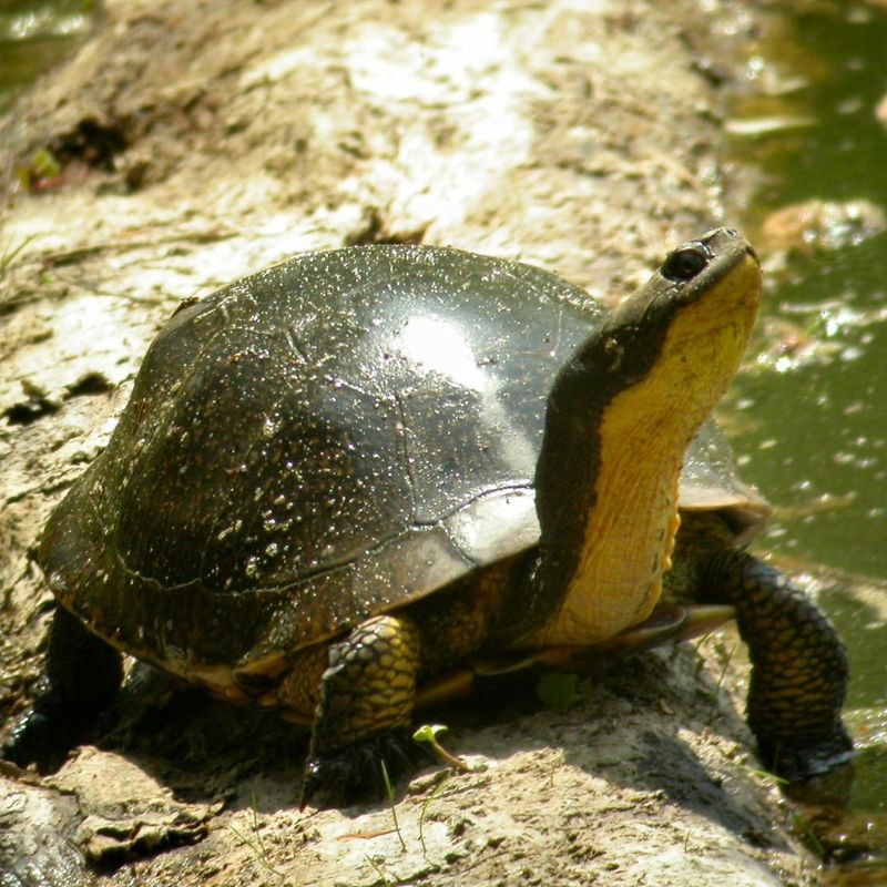 Blanding's Turtle