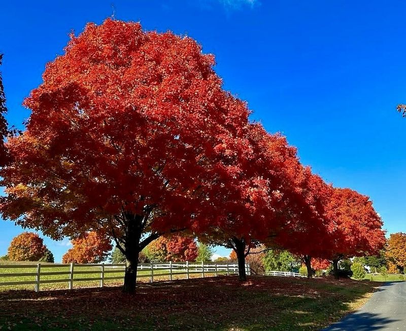 Red Maple