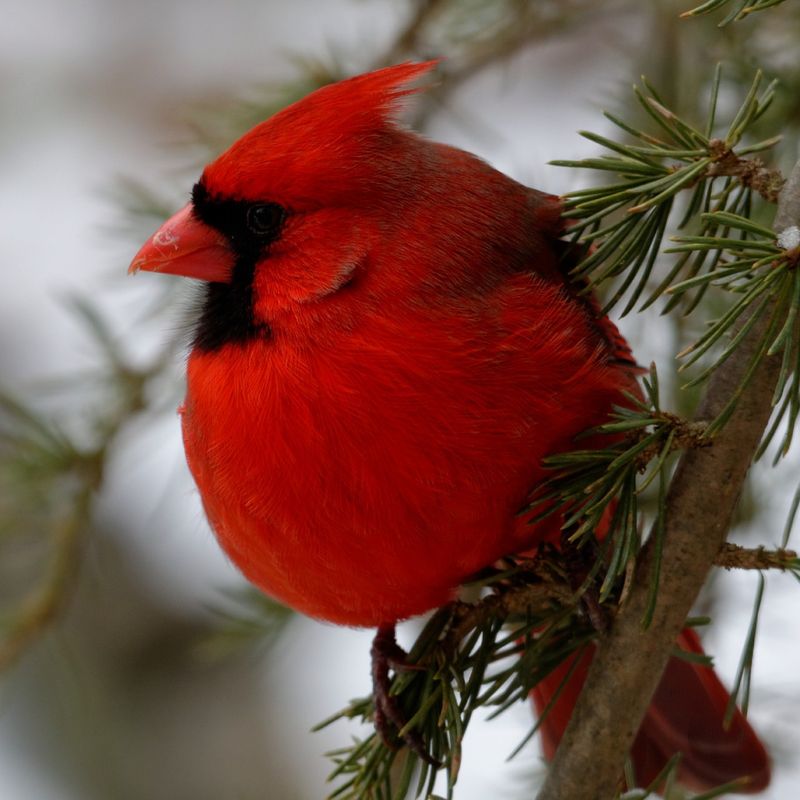 Northern Cardinal