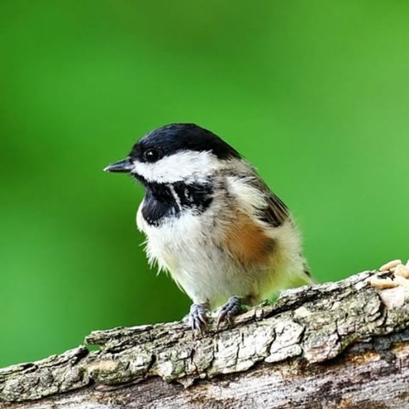 Carolina Chickadee