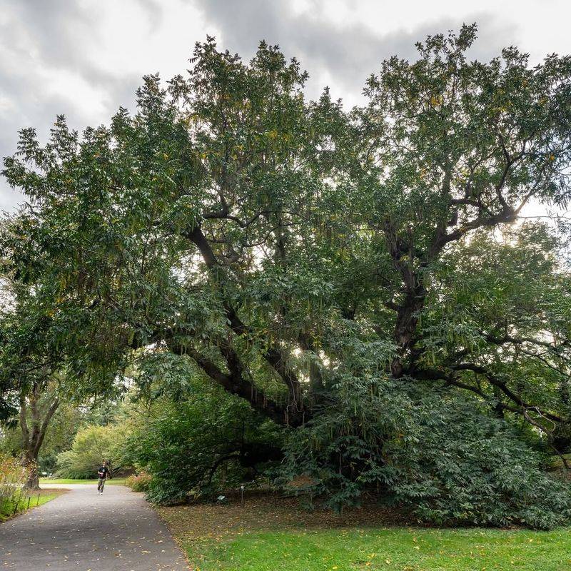 Heritage Oak Trees