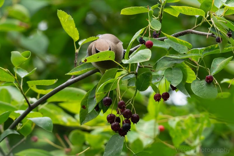 Serviceberries