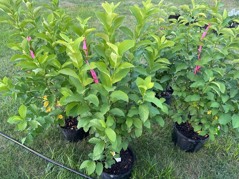 Spicebush to Replace Autumn Olive