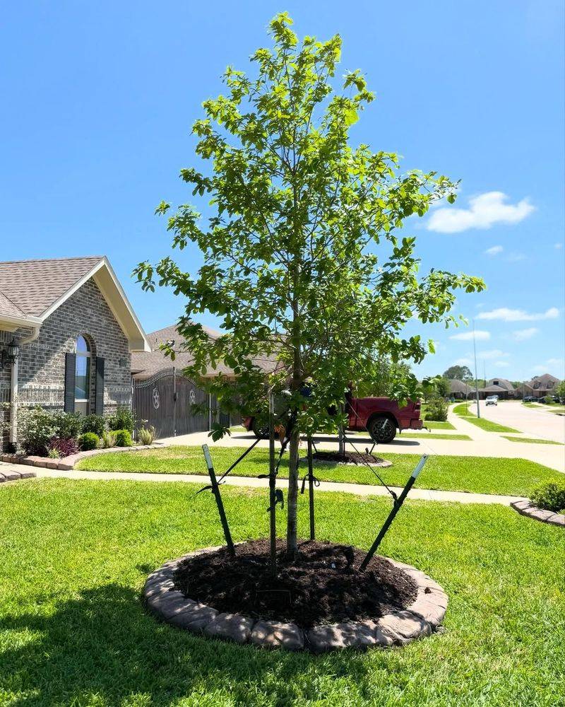 Monterrey Oak