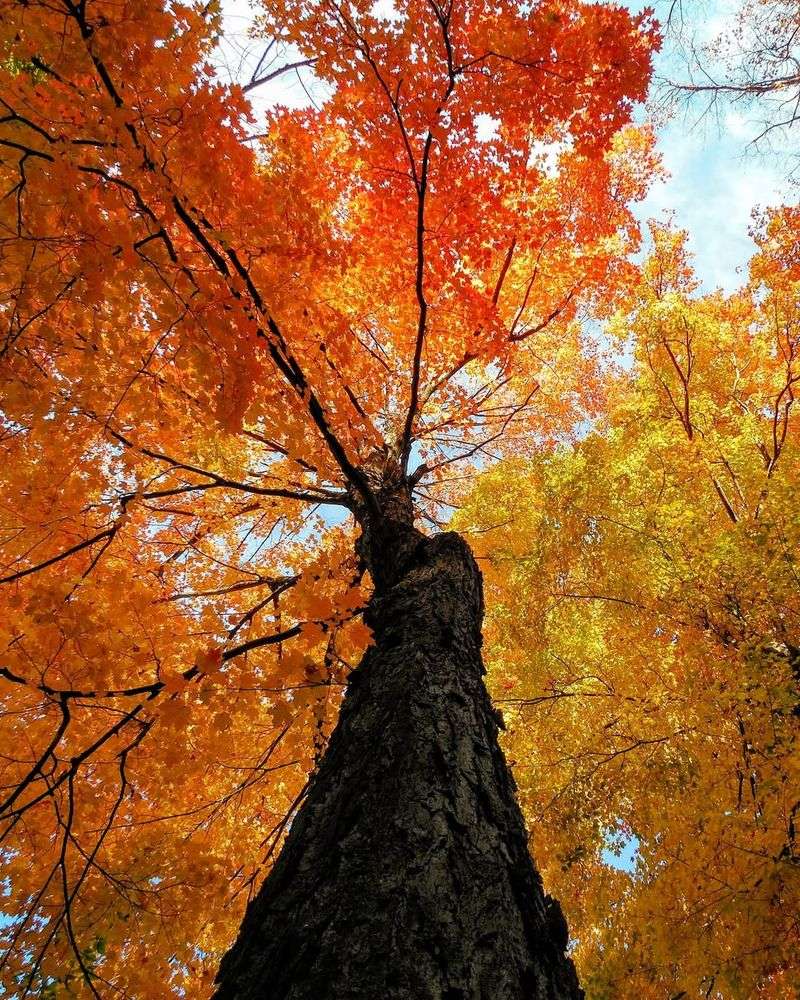 Sugar Maple