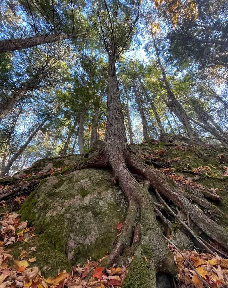 Eastern Hemlock