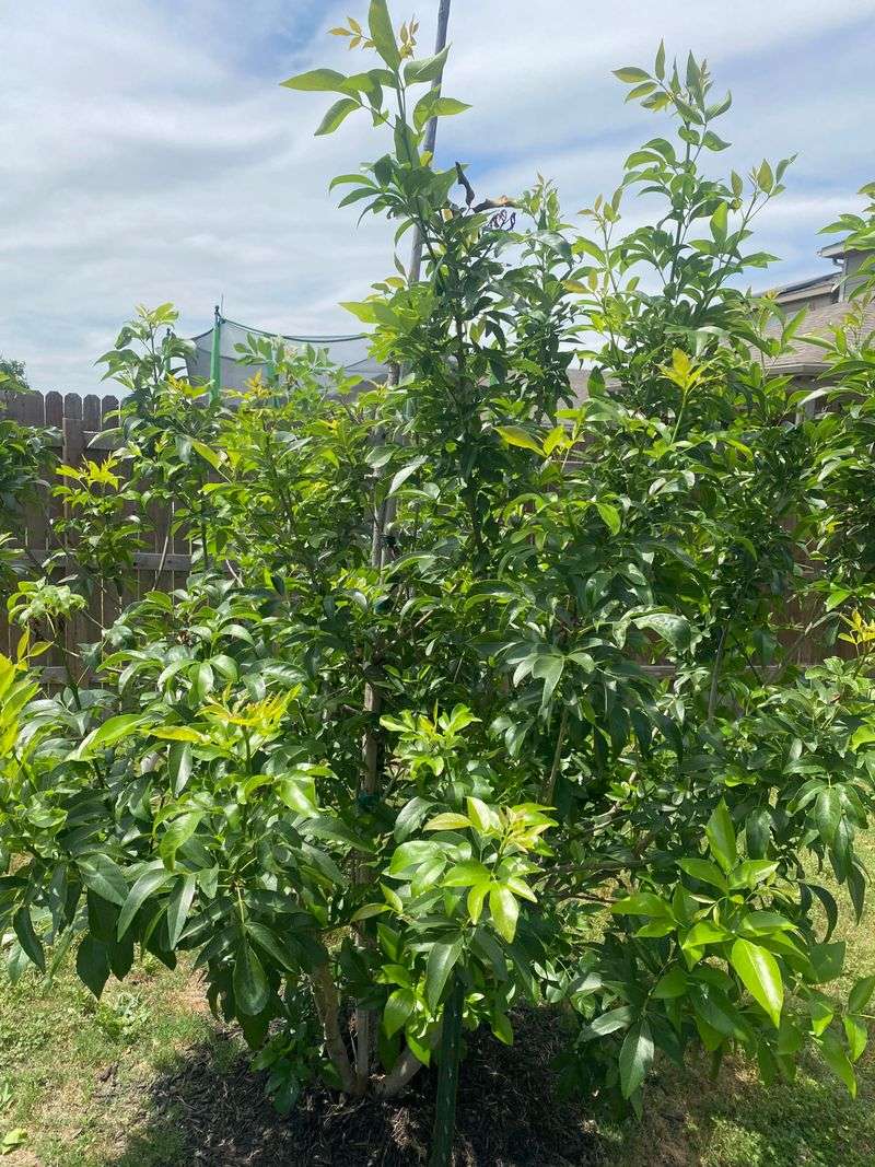 Texas Ash